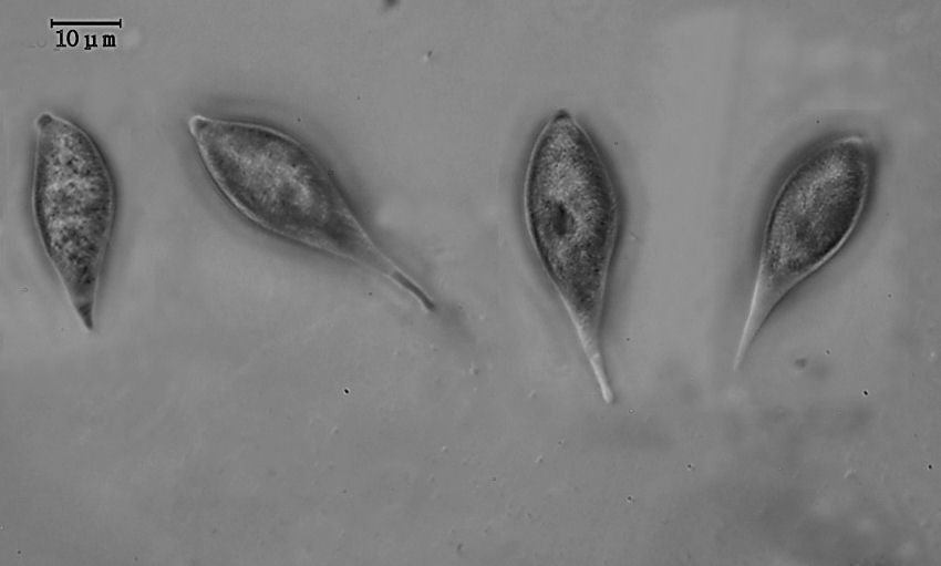 Arrasia rostrata Bernicchia, Gorjón & Nakasone